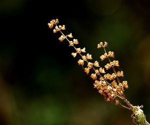 Close-up of cherry blossom on branch