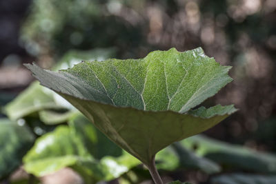 Close-up of raindrops on leaves