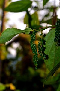 Close-up of water drops on plant