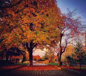 Autumn trees against sky