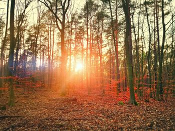 Sunlight streaming through trees in forest during autumn