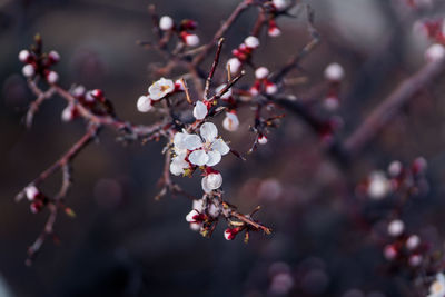 Apricot blossom flower