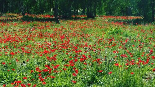 Close-up of red flowers blooming in field