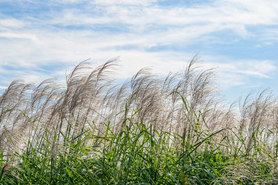 Low angle view of grass against sky