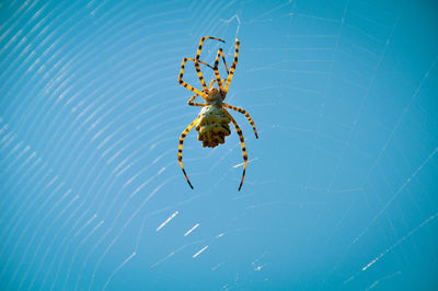 Close-up of spider on web