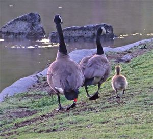 View of birds in water