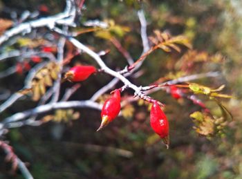 Close-up of red berries on branch