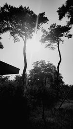 Silhouette trees against clear sky