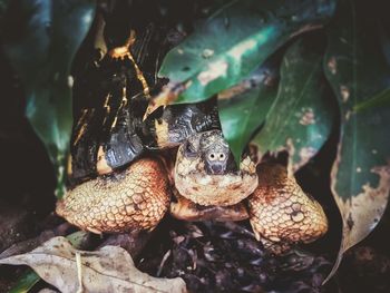 Close-up of snake in forest