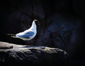 Close-up of bird