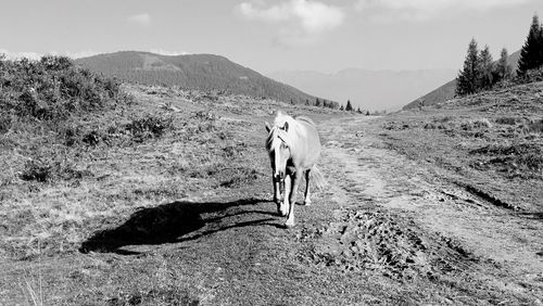 Horse walking on mountain in a sunny day