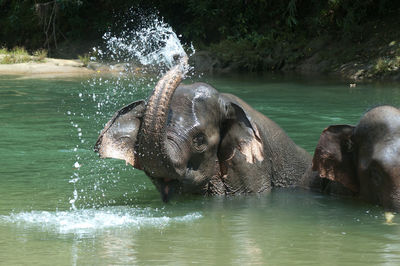 Elephant swimming in water