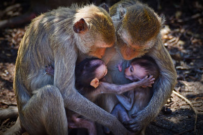 Close-up of monkey family with infants embracing in forest
