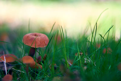 Close-up of mushroom growing on field