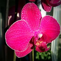 Close-up of pink orchid blooming outdoors