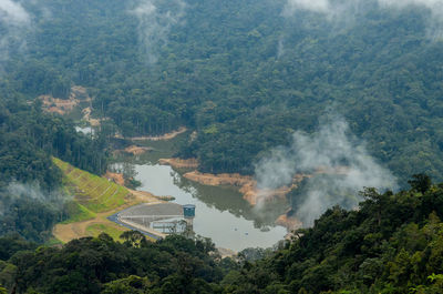 High angle view of trees in forest