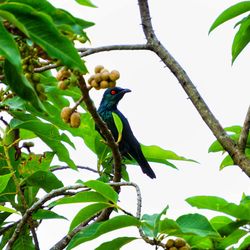 Low angle view of bird perching on tree