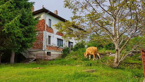 View of a house in a field