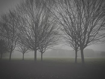 Bare trees on grassy field