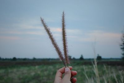 Close-up of hand holding plant on field against sky