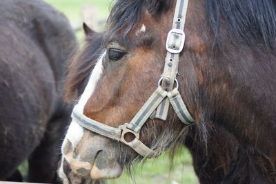 Close-up of a horse