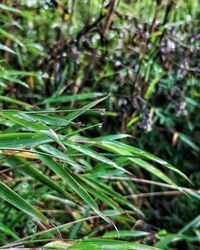 Close-up of wet grass growing on field