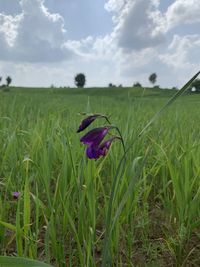 Close-up of purple flowering plant on land against sky