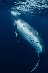 Close-up of fish swimming in sea