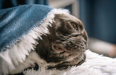 French bulldog dog in fluffy blanket at home