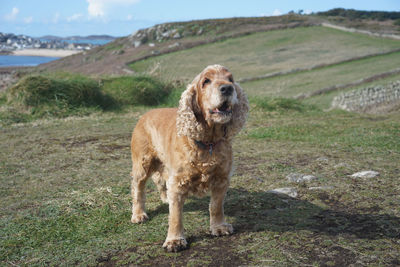 Dog standing on grass against sky