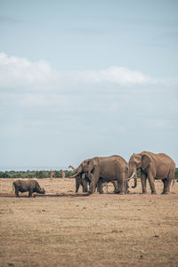 View of an animal on landscape