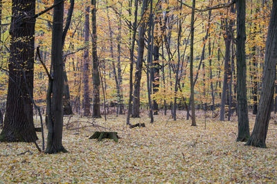 Trees in forest