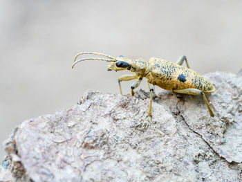 Close-up of insect on rock