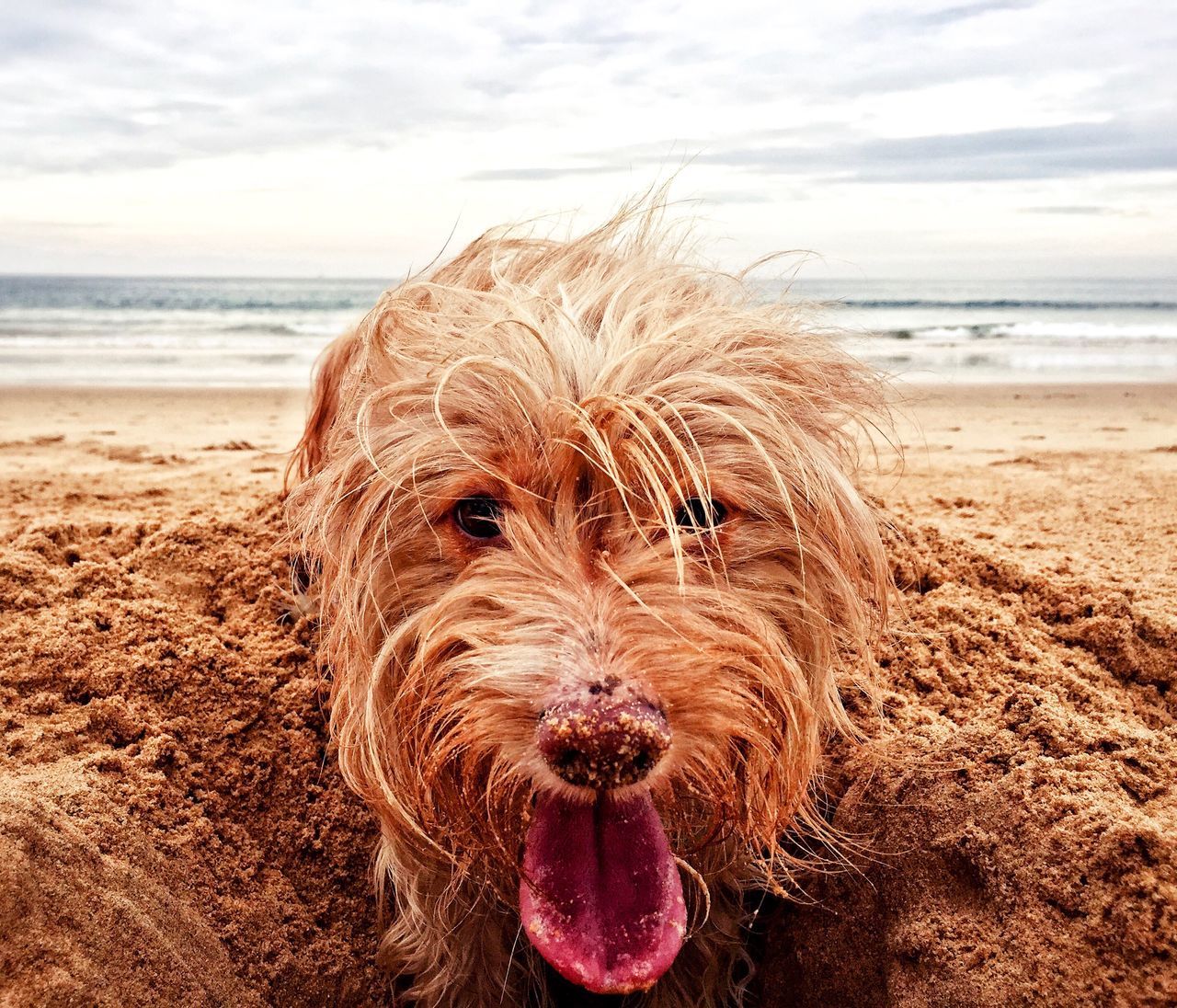 domestic animals, dog, beach, one animal, pets, sea, animal themes, water, focus on foreground, sky, sand, mammal, horizon over water, looking at camera, nature, day, outdoors, no people, portrait, close-up