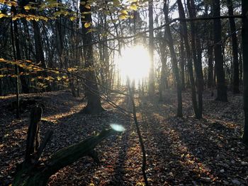 Sunlight streaming through trees in forest during autumn