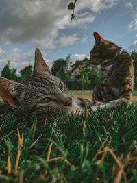 Cat relaxing on field against sky