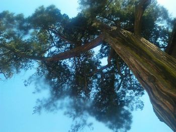 Low angle view of trees in forest against sky