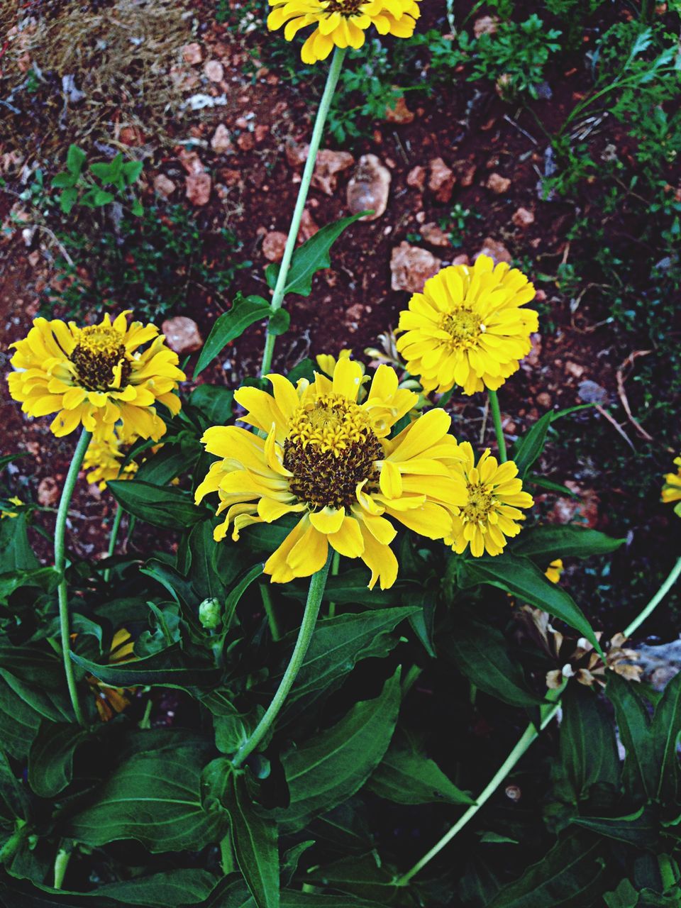 flower, yellow, freshness, petal, fragility, growth, flower head, plant, beauty in nature, leaf, high angle view, nature, blooming, in bloom, close-up, stem, green color, blossom, day, outdoors