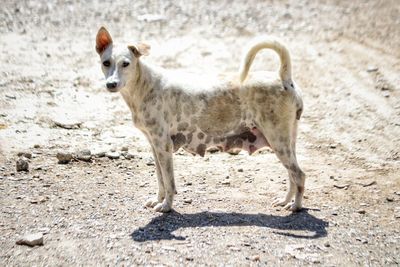 Portrait of dog standing on field