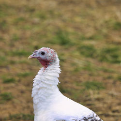 Close-up of a bird looking away