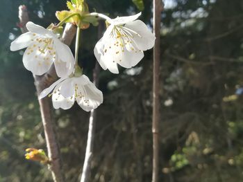 Close-up of white cherry blossoms in spring