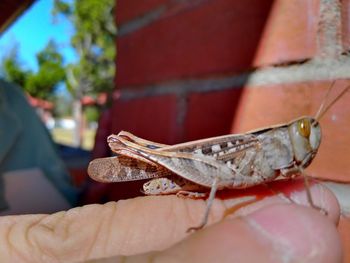 Close-up of hand holding leaf