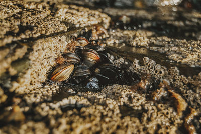 Close-up of insect on rock