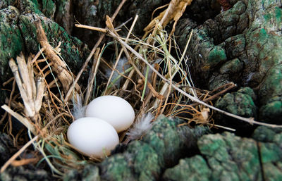 High angle view of bird nest on tree