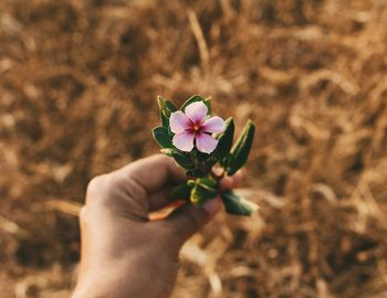 Close-up of hand holding flower