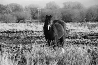 Horse standing on field