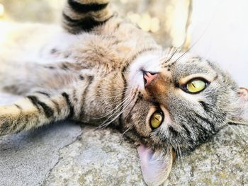 Portrait of cat lying down