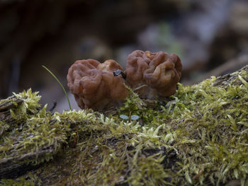 Close-up of mushroom growing on field