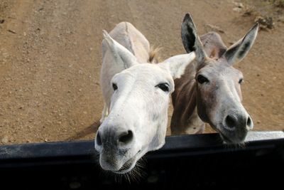 Close-up portrait of donkeys