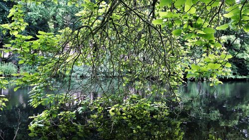 Scenic view of lake in forest